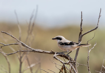 Loggerhead Shrike