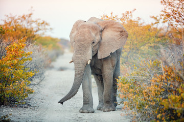 Fototapeta na wymiar Elephant close up