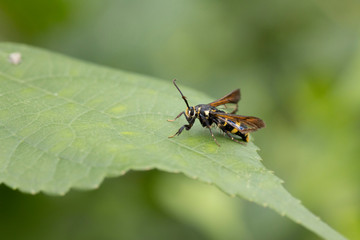 蜂に擬態するヒメアトスカシバ
