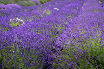 Blooming lavender fields in Pacific Northwest USA