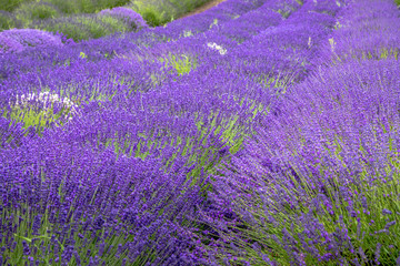 Fototapeta na wymiar Blooming lavender fields in Pacific Northwest USA