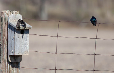 Bids on a Fence 