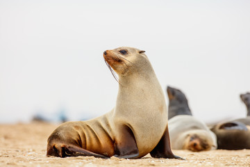 Seal colony in Namibia
