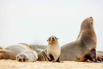 Seal colony in Namibia