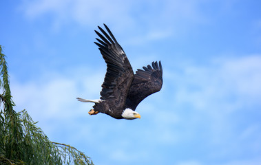 Bald eagle after taking off from his perch