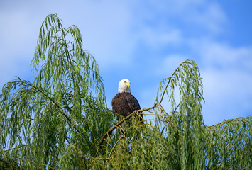 Bald eagle sitting high in a willow tree