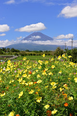 Mt.Fuji and Cosmos