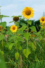 bright sunflowers on a large field on a sunny day