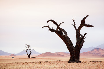 Fototapeta na wymiar Dried out acacia tree in Namib desert