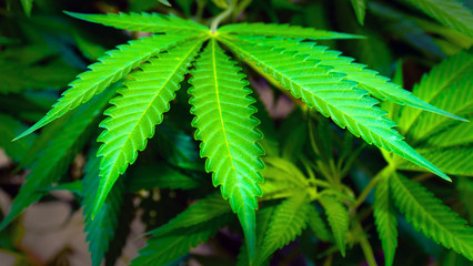 sheet of cannabis marijuana plant abstract green