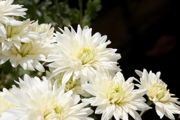 複数の白い菊