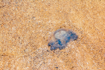dead Rhopilema nomadica jellyfish © Valeriysurujiu