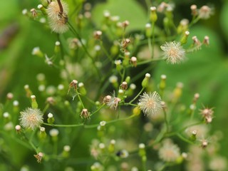 ヒメムカシヨモギの花と種