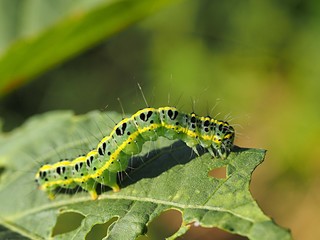 オオタバコガの幼虫