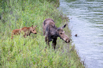 Cow and Calf Moose
