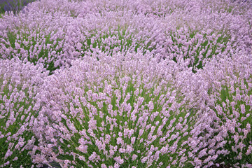 Blooming lavender fields in Pacific Northwest USA