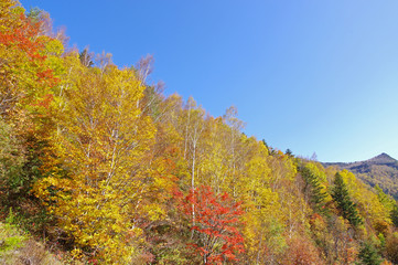 Fototapeta premium 秋の山田牧場