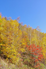 Fototapeta premium 秋の山田牧場