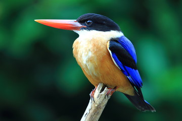 Black capped kingfisher on a branch
