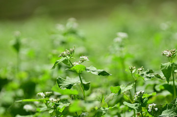 Soba Flower Festival