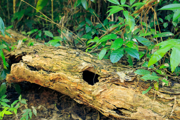 Decomposed trees in the forest,Rotted wood,Rot logs