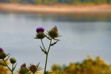 Dornenblume