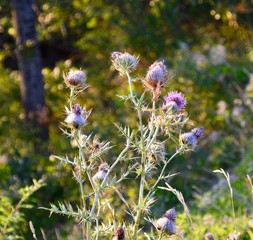 Dornenblume