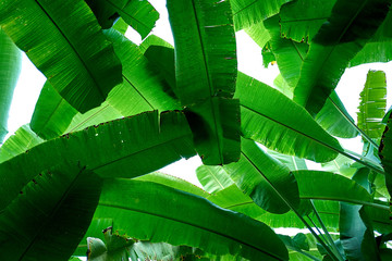 Pattern texture of banana leaf.