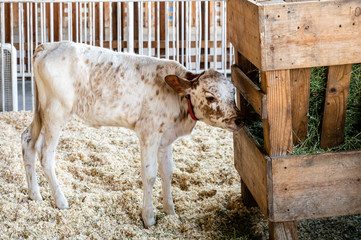 Brown and white baby cow in a pen at a county fair eating hay from a bin.