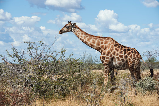 Geraffe (Giraffa camelopardalis)  in the african savannah.