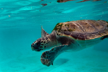Obraz na płótnie Canvas loggerhead sea turtle from Brijuni National Park