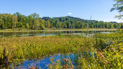 Aquatic plants in a wetlands area in Longmeadow, Massachusetts