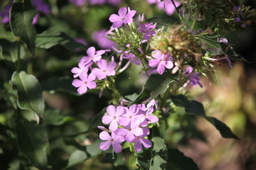 pink flowers in the garden