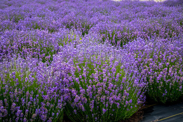 Obraz premium Blooming lavender fields in Pacific Northwest USA