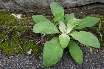 Weeds on the street side