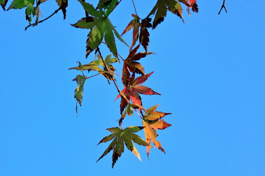 The maples have put on their autumn colours