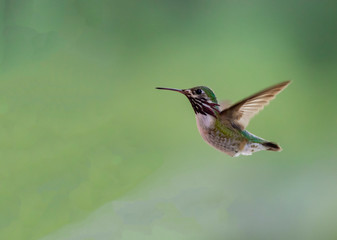 Calliope Hummingbird