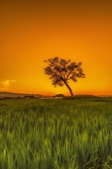Fototapeta premium tree in the field