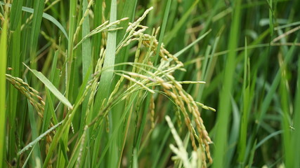 Paddy fields , Rice grain 