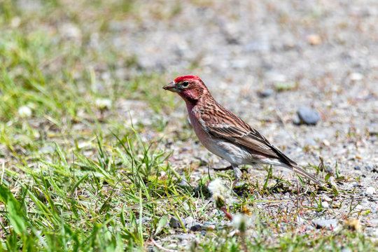 Cassins Finch