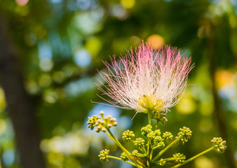 flower of rain tree samanea saman