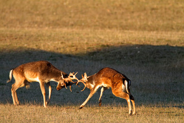 Deer maing and fighting in Brijuni National Park