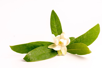 White magnolia grandiflora flower and green leaf on isolated background.