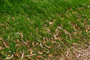 top view of street floor with green leaves and dried leaves.