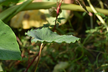 Beauty in the Nature