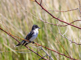 Eastern Kingbird
