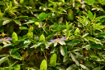 passiflora passion flower