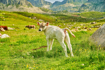 Fototapeta premium young calf
