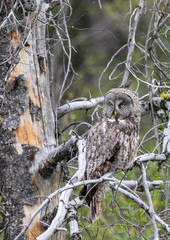 Great Gray Owl