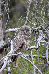 Great Gray Owl